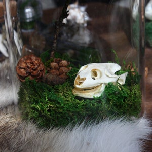 Real Turtle Skull Terrarium: Forestcore Moss & Pinecones