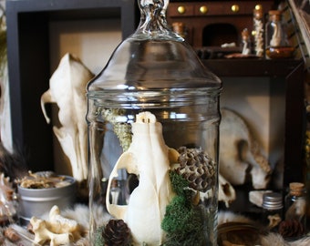 Racoon Skull Terrarium | Skull Terrarium | ForestCore