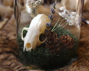 Mink Skull Terrarium | Mink Skull w Flowers Terrarium | Real Skull Terrarium