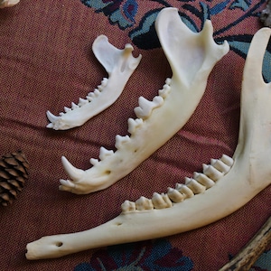 Puede incluir: Tres mand&iacute;bulas de animal de color blanco hueso de diferentes tama&ntilde;os dispuestas en diagonal. Cada hueso presenta una hilera de dientes afilados y una estructura curva. Los huesos son lisos y claros, contrastando con la superficie texturizada.