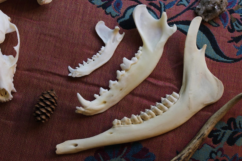 Puede incluir: Tres mand&iacute;bulas de animal de color blanco hueso de diferentes tama&ntilde;os dispuestas en diagonal. Cada hueso presenta una hilera de dientes afilados y una estructura curva. Los huesos son lisos y claros, contrastando con la superficie texturizada.