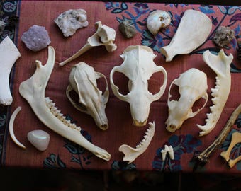 Caja misteriosa / Caja de calaveras / Caja de rarezas