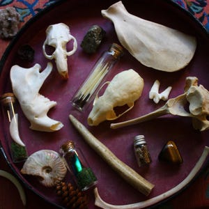 Puede incluir: Una colecci&oacute;n de huesos, cr&aacute;neos y dientes de animales dispuestos en una bandeja circular de color rojo oscuro. Incluye peque&ntilde;os frascos de vidrio con musgo, minerales y un diente, junto a un ammonite fosilizado, una pi&ntilde;a y piedras.
