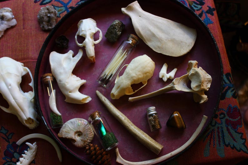 Puede incluir: Una colecci&oacute;n de huesos, cr&aacute;neos y dientes de animales dispuestos en una bandeja circular de color rojo oscuro. Incluye peque&ntilde;os frascos de vidrio con musgo, minerales y un diente, junto a un ammonite fosilizado, una pi&ntilde;a y piedras.