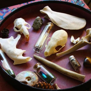 Puede incluir: Una bandeja redonda oscura que contiene una colecci&oacute;n de objetos naturales que incluye dos peque&ntilde;os cr&aacute;neos de animales, un hueso plano grande, un trozo de asta, un ammonite fosilizado, varios frascos de vidrio peque&ntilde;os y cristales.