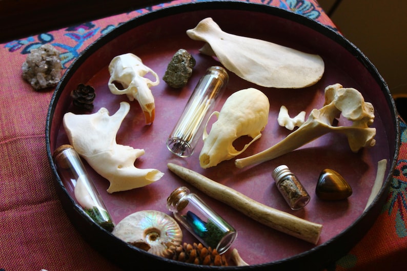 Puede incluir: Una bandeja redonda oscura que contiene una colecci&oacute;n de objetos naturales que incluye dos peque&ntilde;os cr&aacute;neos de animales, un hueso plano grande, un trozo de asta, un ammonite fosilizado, varios frascos de vidrio peque&ntilde;os y cristales.