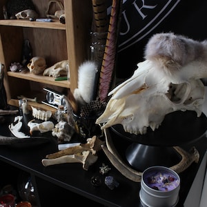 Oddities Mystery Box Vulture Culture Curiosities Skull Box image 3