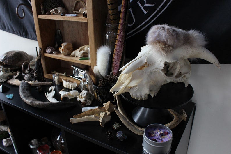 Oddities Mystery Box Vulture Culture Curiosities Skull Box image 3