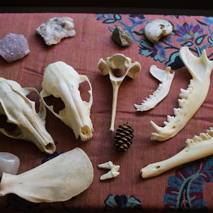 Puede incluir: Una colecci&oacute;n de huesos de animales de color blanco hueso que incluye dos cr&aacute;neos, varias mand&iacute;bulas, una v&eacute;rtebra y un colmillo, dispuestos junto a varias piedras minerales naturales y una peque&ntilde;a pi&ntilde;a marr&oacute;n sobre una tela estampada.