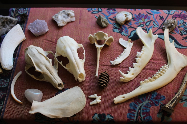 Puede incluir: Una colecci&oacute;n de huesos de animales de color blanco hueso que incluye dos cr&aacute;neos, varias mand&iacute;bulas, una v&eacute;rtebra y un colmillo, dispuestos junto a varias piedras minerales naturales y una peque&ntilde;a pi&ntilde;a marr&oacute;n sobre una tela estampada.