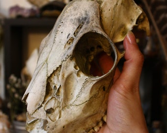 Whitetail Deer Skull | Real VT Doe Skull | Deer Skull |