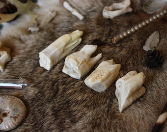 Vermont Cow Tooth | Real Cow Tooth