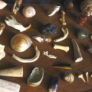 May include: A collection of natural curiosities including various seashells, small animal bones, teeth, and polished stones. Several tiny glass vials with cork stoppers contain small organic specimens, arranged alongside a piece of white selenite.