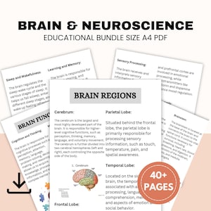 Könnte beinhalten: Ein farbenfrohes Infografik-Poster mit dem Titel "Brain & Neuroscience" und dem Untertitel "Educational Bundle Size A4 PDF". Das Poster zeigt Illustrationen des Gehirns und Text, der verschiedene Hirnareale und ihre Funktionen beschreibt, darunter Schlaf und Wachheit, Lernen und Gedächtnis, sensorische Verarbeitung, Kognition und Denken sowie der Hirnstamm.