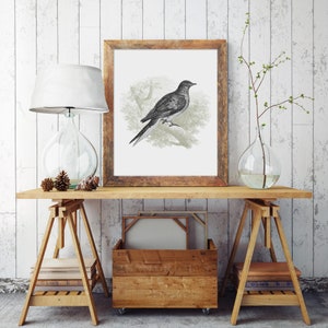 Illustration antique | Art mural imprimable victorien | Gravure victorienne | Oeuvre d'art d'oiseau | Art animalier vintage | Portrait dessin d'oiseau