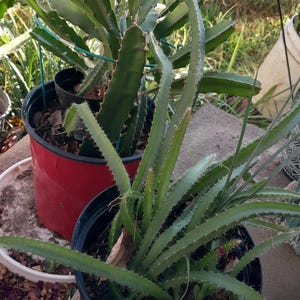 Buy 2 get 1 FREE - Dragon fruit cactus, small medium and large plants