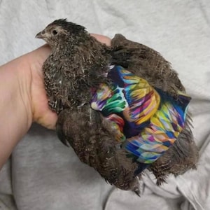 Quail Saddles
