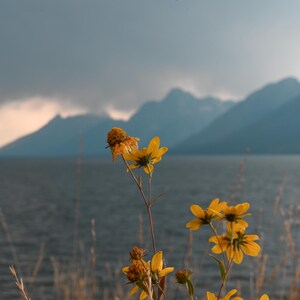 Contrasted
