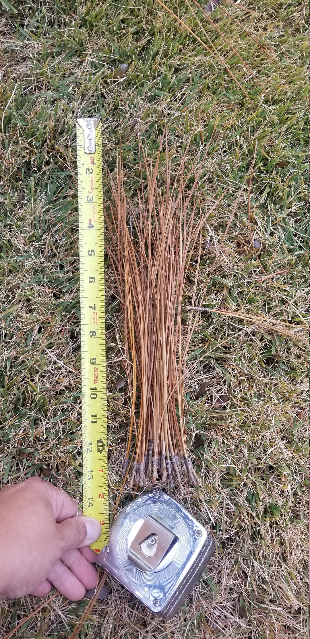 Longleaf Pine Needles Etsy