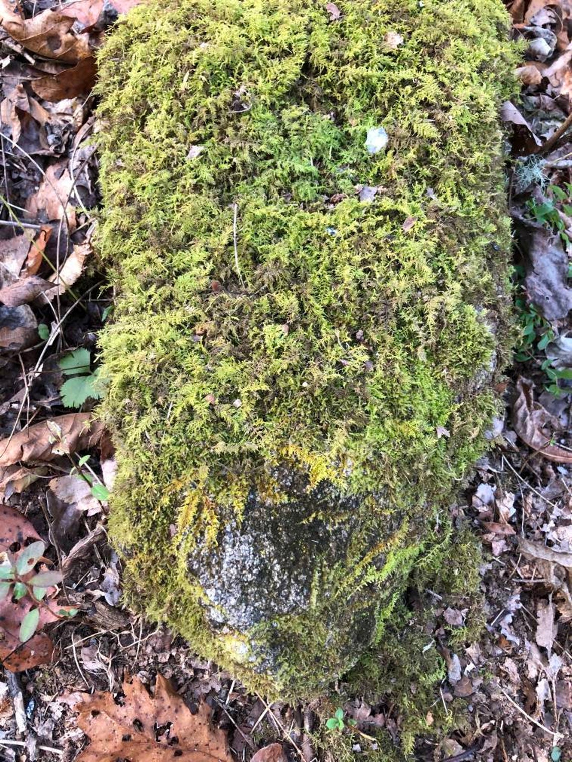 Live Shaggy Moss Carpet Moss Creeping Moss for Stones or Etsy