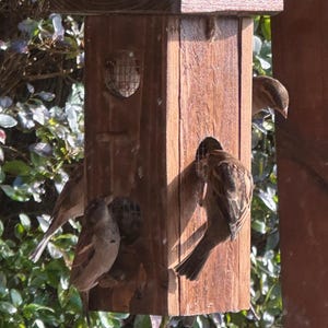 May include: A wooden birdhouse with multiple openings and a small wire mesh feeder. Several brown and tan sparrows are perched on and around the birdhouse, some entering the openings. The birdhouse is mounted near green foliage.