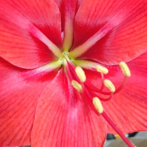 Love Me Red