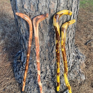 Root Cane, Gentleman&#39;s Cane, Walking Cane