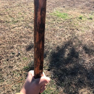 Op de afbeelding: Een lange, cilindrische houten wandelstok met een donker, gevlekte bruine baststructuur en een gladde, lichtgekleurde, afgeronde bovenkant. Het hout vertoont natuurlijke nerfpatronen en kleurvariaties over de gehele verticale lengte.