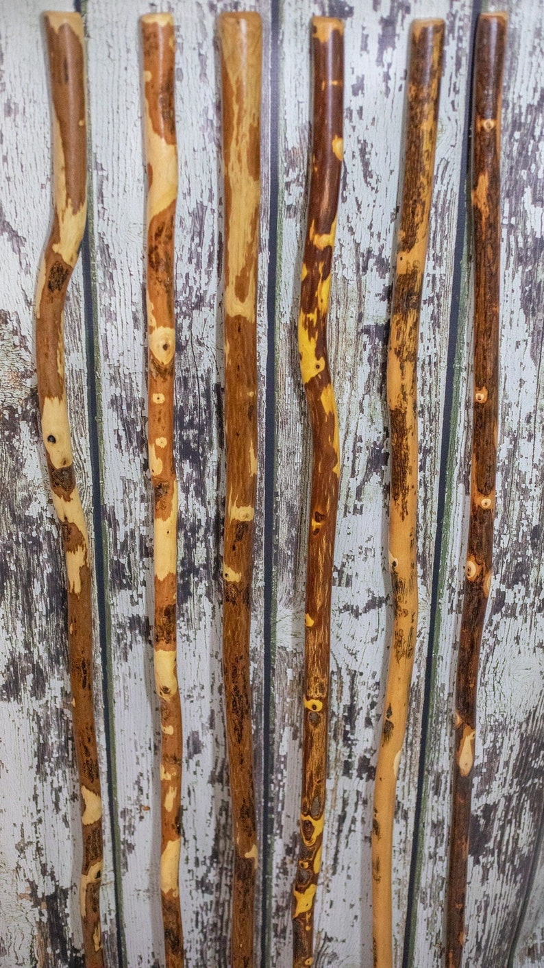 Op de afbeelding: Zes lange, slanke houten wandelstokken verticaal gerangschikt. Elke stok heeft een natuurlijke, onregelmatige basttextuur met een gevarieerd kleurpatroon van lichtbruine, goudgele en donkerbruine tinten, met zichtbare knoesten.