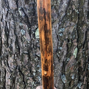 Op de afbeelding: Een cilindervormige houten wandelstok met een gladde, gepolijste afwerking. Het hout heeft een natuurlijk nerfpatroon met gevarieerde tinten lichtbruin, middenbruin en donker espressobruin, met zichtbare organische texturen en knoesten.