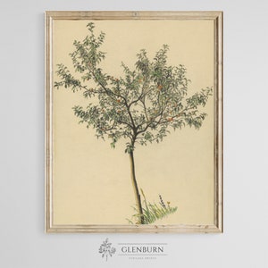 Antique Orange Tree Botanical | DOWNLOADABLE Print | 118