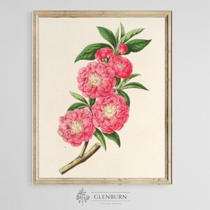 Antique Pink Flower Botanical Print | DIGITAL DOWNLOAD | 116