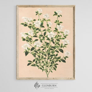 Vintage Botanical Wall Art | Flower DIGITAL PRINT | 363