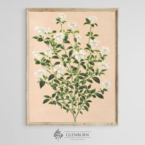 Vintage Botanical Wall Art | Flower DIGITAL PRINT | 363