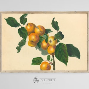 Vintage Botanical Wall Art | INSTANT DOWNLOAD Antique Apple Painting | Kitchen Wall Art Print | 365