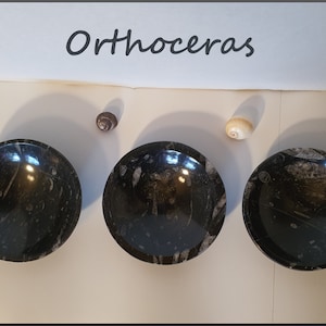 Orthoceras Bowl, Polished Fossil Bowl, Natural Orthoceras, Large Ammonite Bowl, Black Fossil Bowl, ~4.62-4.87&quot;, Choose Your Own