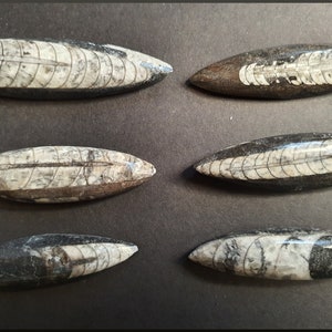 Small Polished Orthoceras Fossils