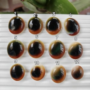 May include: Twelve oval-shaped cabochons arranged in three rows, numbered one through twelve. Each piece features a smooth, polished surface with a dark black-green centre transitioning into a warm amber-brown border and a white outer edge.
