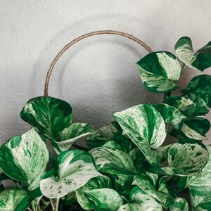 May include: A potted plant with variegated leaves in a light brown pot. The plant is growing up a circular, natural fiber trellis.