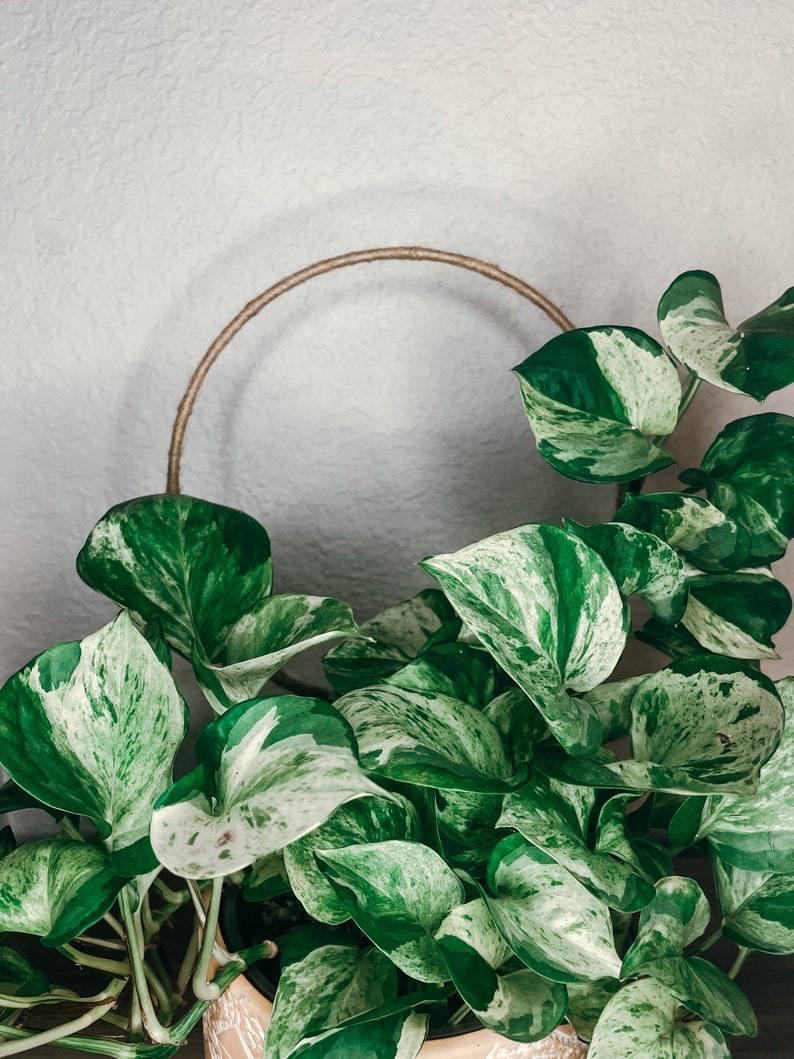 May include: A potted plant with variegated leaves in a light brown pot. The plant is growing up a circular, natural fiber trellis.