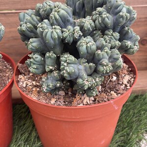 May include: A unique, blue-green cactus with a textured, brain-like appearance, potted in a terracotta-colored plastic pot. The cactus has small white spots and is surrounded by soil. The pot sits on a bed of green artificial grass.