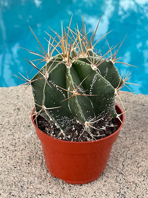 4 Live Rare Cactus - Astrophytum Ornatum Star Cactus - Etsy