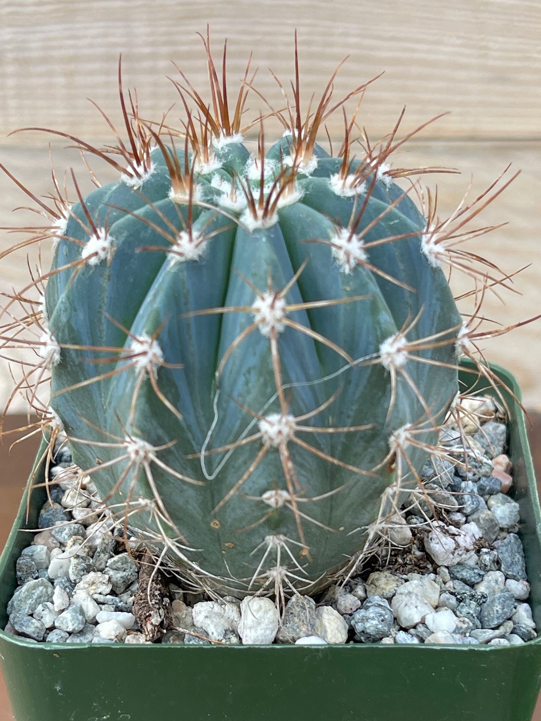 4” Melocactus Azureus - Turk's Cap Cactus - Flowering Cactus