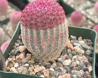 4” Rare Cactus - Rainbow Hedgehog - Echinocereus Rigidissimus - Arizona Rainbow Cactus