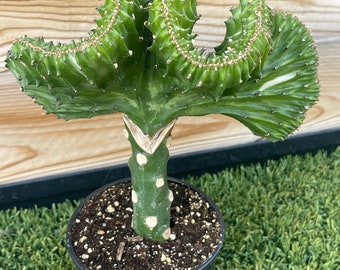 Euphorbia Lactea Cristata Grafted Coral Cactus - Rare Cactus