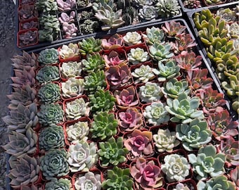100 Assorted Succulents – 2" Party & Wedding Favors