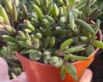 4” Ruby Necklace Live Succulent - Othonna Capensis - Little Pickles - Hanging Plant