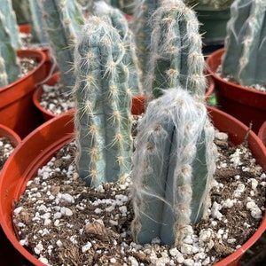 6” Fuzzy Blue Cactus - Pilosocereus Pachycladus - Live Plants - Drought Tolerant