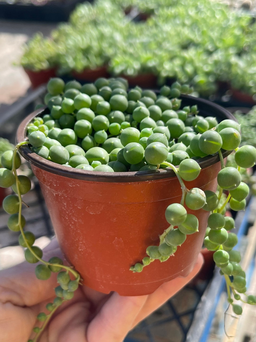 Rosary Vine Plant For Sale