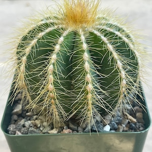 4” Parodia Magnifica - Ball Cactus - Live Plants - Drought Tolerant